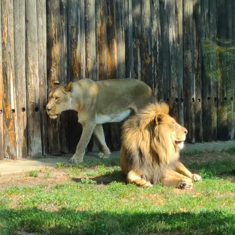 2 lions